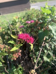 Spiraea japonica