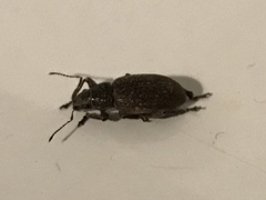 Brachyderes incanus
