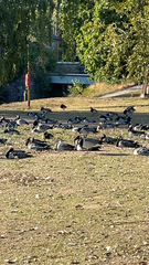 Branta leucopsis