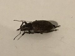 Brachyderes incanus