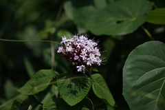 Clerodendrum bungei