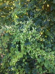 Fallopia scandens