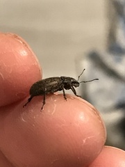 Brachyderes incanus