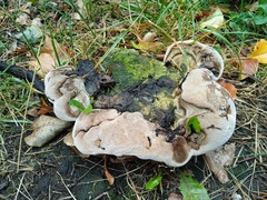 Agaricomycetes