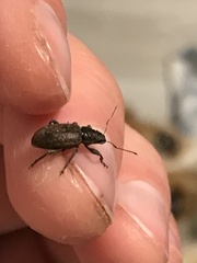 Brachyderes incanus