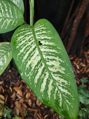 Dieffenbachia