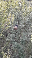 Laniarius ferrugineus ferrugineus