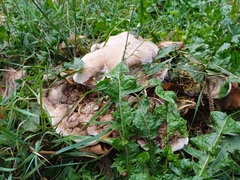 Agaricomycetes