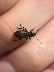 Brachyderes incanus