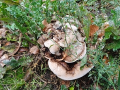 Agaricomycetes