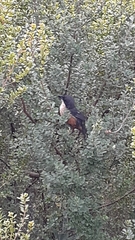 Laniarius ferrugineus ferrugineus
