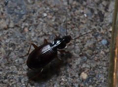 Agonum
