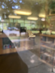 Elophila icciusalis