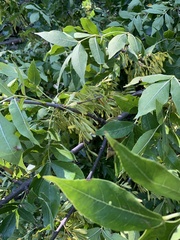 Plantae