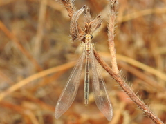 Macronemurus appendiculatus