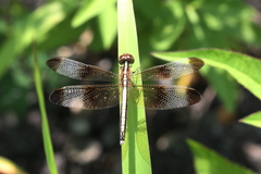 Neurothemis tullia