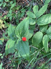 Prosartes trachycarpa