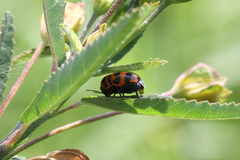 Cryptocephalus trifasciatus