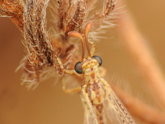 Macronemurus appendiculatus