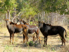 Hippotragus niger niger