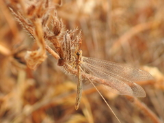 Macronemurus appendiculatus