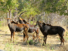 Hippotragus niger niger
