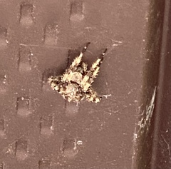 Araneus bicentenarius