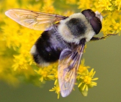 Eristalis flavipes
