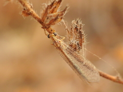 Macronemurus appendiculatus