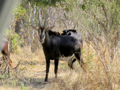 Hippotragus niger niger