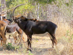 Hippotragus niger niger