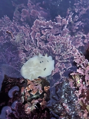 Diaulula sandiegensis
