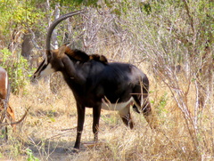 Hippotragus niger niger