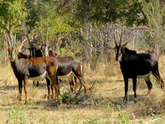 Hippotragus niger niger