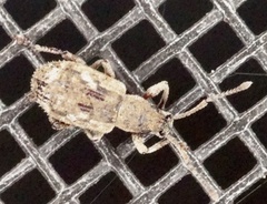 Pseudoedophrys hilleri