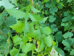 Lactuca biennis