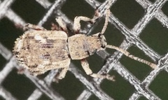 Pseudoedophrys hilleri