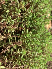 Crassula helmsii