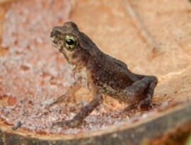 Ingerophrynus divergens