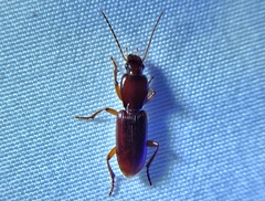Stenomorphus californicus