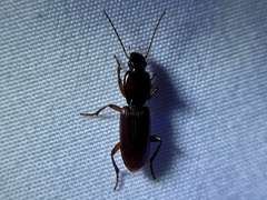 Stenomorphus californicus