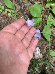 Campanula rotundifolia