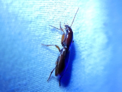 Stenomorphus californicus