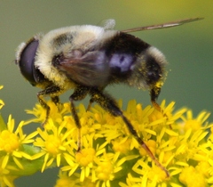Eristalis flavipes