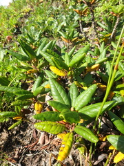 Rhododendron aureum