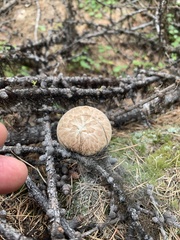 Neolentinus lepideus
