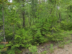 Abies sibirica