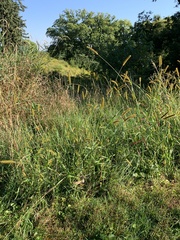 Setaria