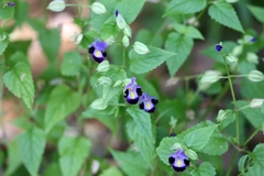 Torenia fournieri
