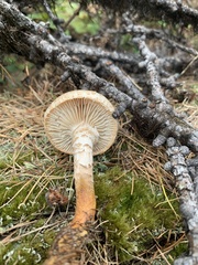 Neolentinus lepideus